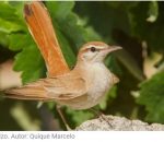 El ‘Alzacola Rojizo’ se proclama Ave del Año SEO/BirdLife 2022
