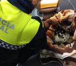Policía Local y Bomberos rescatan a seis cachorros de un contenedor soterrado