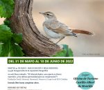 Montilla acoge una exposición sobre ‘Colitajara’, ave del año 2022 por SEOBirdLife