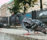 El Ayuntamiento utilizará rapaces para reducir el número de palomas de cara a Semana Santa