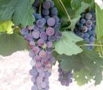 La Unión inicia la vendimia de uva tinta