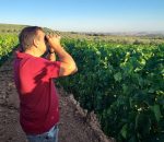 Cooperativa La Unión comienza la vendimia de la uva Pedro Ximénez