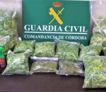 Guardia Civil y Policía Local detienen a dos vecinos de Montilla e intervienen una plantación de marihuana en un trastero