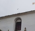 El Ayuntamiento saca a licitación el control ‘ético’ de las palomas