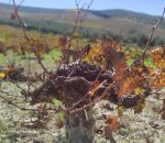 Montilla acoge una jornada formativa con viticultores que cambiaron la historia de su territorio