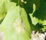 Entrevista/ El mildiu amenaza la vendimia Montilla-Moriles con pérdidas que ya se estiman cercanas al 40 por ciento