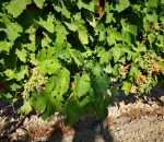VitiVinum alerta de una posible merma del 60 por ciento en la producción de uva por el mildiu