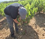 El Consejo Regulador estima pérdidas de más de 21 millones de kilos de uva por el mildiu en Montilla-Moriles