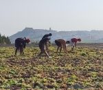Entrevista/ Montilla afronta la vendimia más complicada y escasa de su historia
