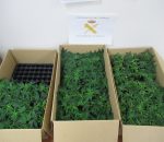 La Guardia Civil detiene en Montilla a una persona con 256 plantas de marihuana
