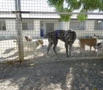 Entrevista/’Dejan Huella’ lanza un SOS: “Sin personas voluntarias, no podremos seguir gestionando el refugio de animales”