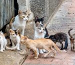 Montilla impulsa la gestión ética y el bienestar animal de las colonias de gatos