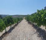 La D.O.P. Montilla-Moriles aborda la viticultura del futuro con una jornada técnica