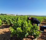 Detectadas las primeras manchas de mildiu en viñedos de Montilla y La Rambla