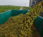 Arranca la vendimia en Montilla-Moriles con buenas previsiones y uva de gran calidad