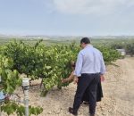 La DOP Montilla-Moriles respalda la nueva estrategia andaluza para el viñedo y el vino 2028-2031